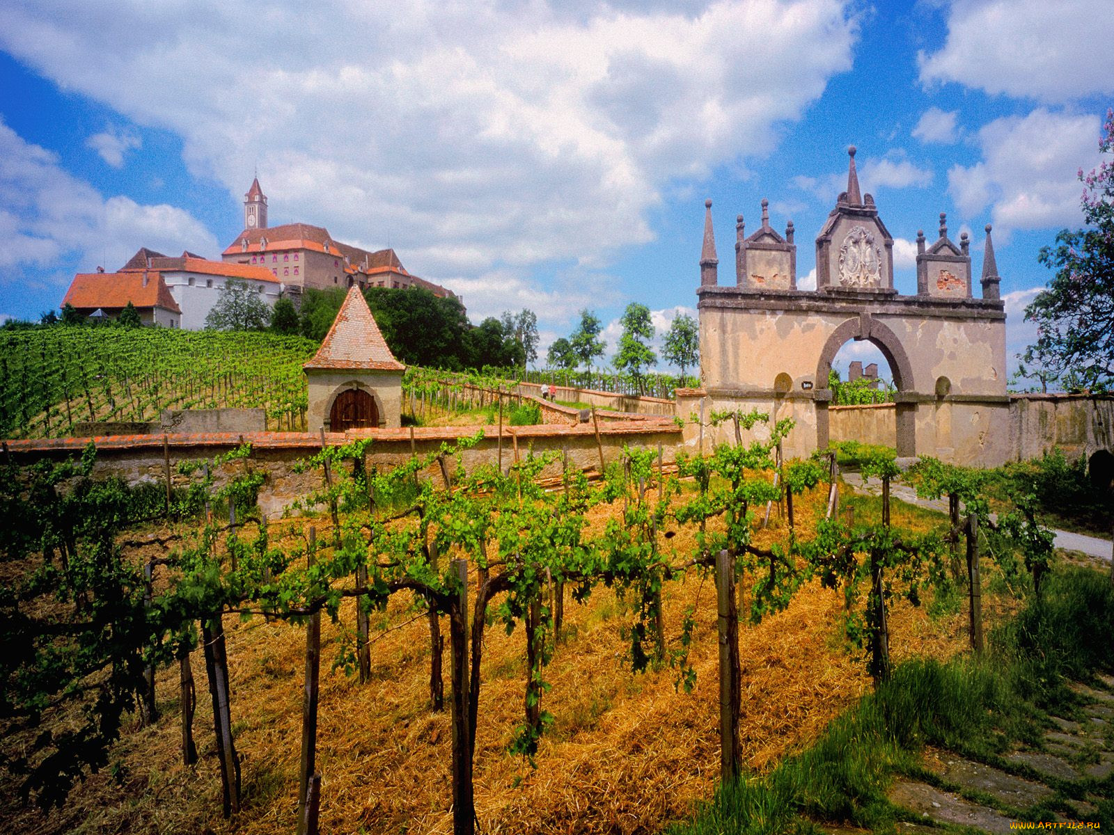 austrian, vineyard, 